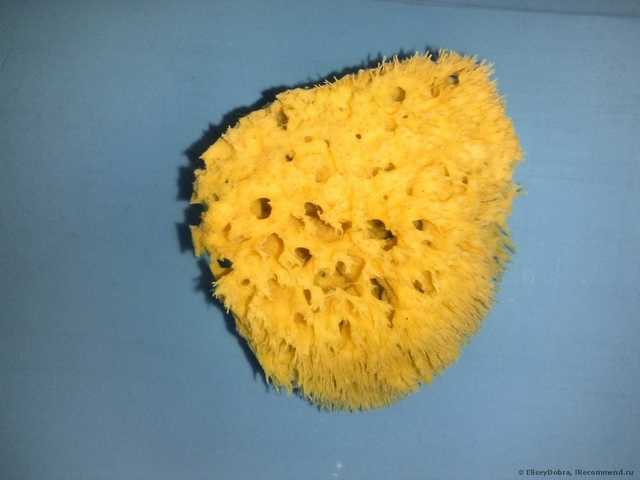 Мочалка Крымская Коллекция Морская губка Honeycomb отбеленная 6,2-7,5 см - фото
