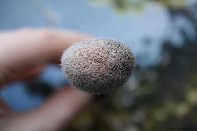 Кисть для румян Everyday Minerals  Blush Brush - фото