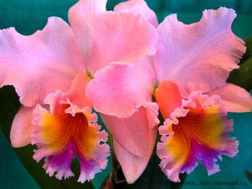 Ив Роше Orchidee - фото
