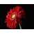  аватарка пользователя