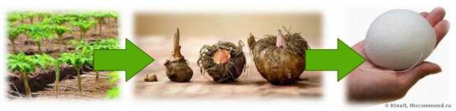Спонж Конжак, он же Конняку, он же Konjac, а для домашних просто Конья?к....