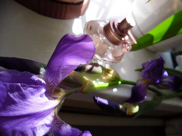 Shakira S by Shakira Eau Florale - фото