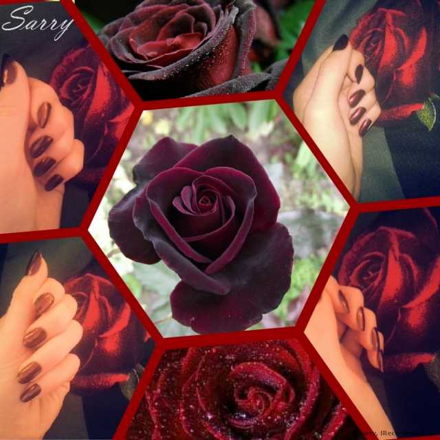 Лак для ногтей Lady Rose - фото