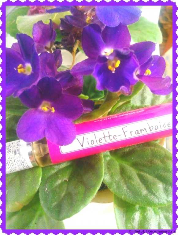 RESERVE NATURELLE Violette Framboise (Фиалка-Малина) - фото
