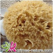 Мочалка Крымская Коллекция Морская губка Honeycomb отбеленная 6,2-7,5 см Мочалка Крымская Коллекция Морская губка Honeycomb отбеленная 6,2-7,5 см