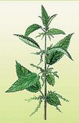 Лекарственные растения  Крапивы листья