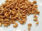 Народное средство   Пророщенные зёрна пшеницы